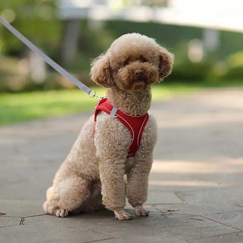 Reflective Harness Leash Set for Small Dogs - Sublake 