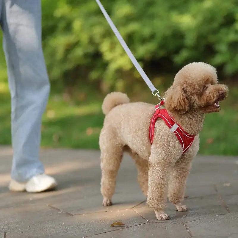 Reflective Harness Leash Set for Small Dogs - Sublake 