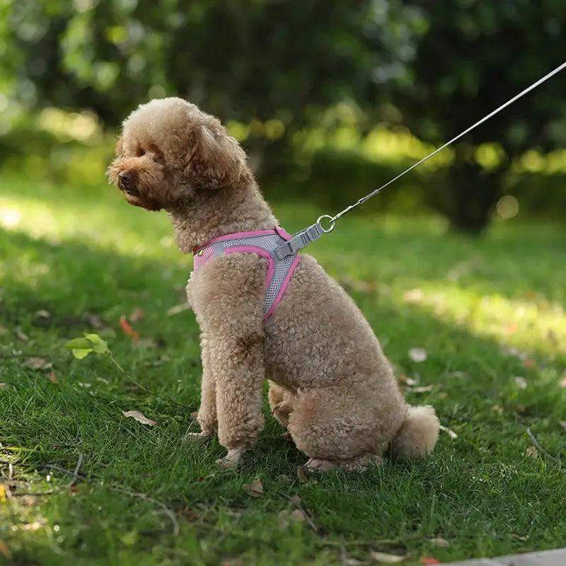 Reflective Harness Leash Set for Small Dogs - Sublake 