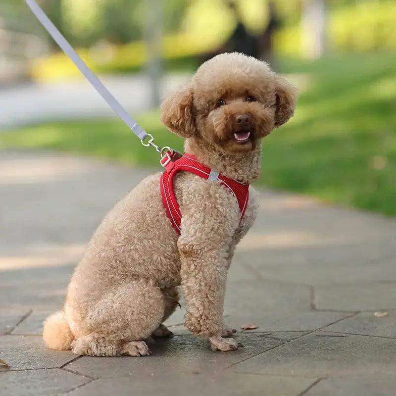 Reflective Harness Leash Set for Small Dogs - Sublake 