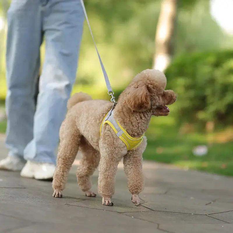 Reflective Harness Leash Set for Small Dogs - Sublake 