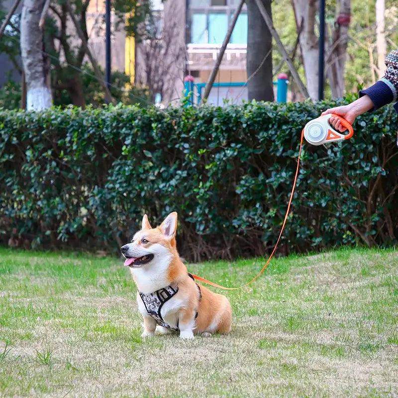 5M Retractable Dog Leash With LED Light - Sublake 