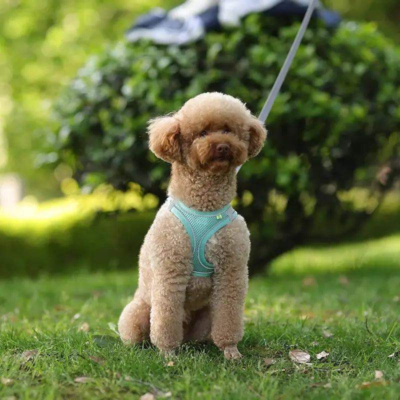 Reflective Harness Leash Set for Small Dogs - Sublake 