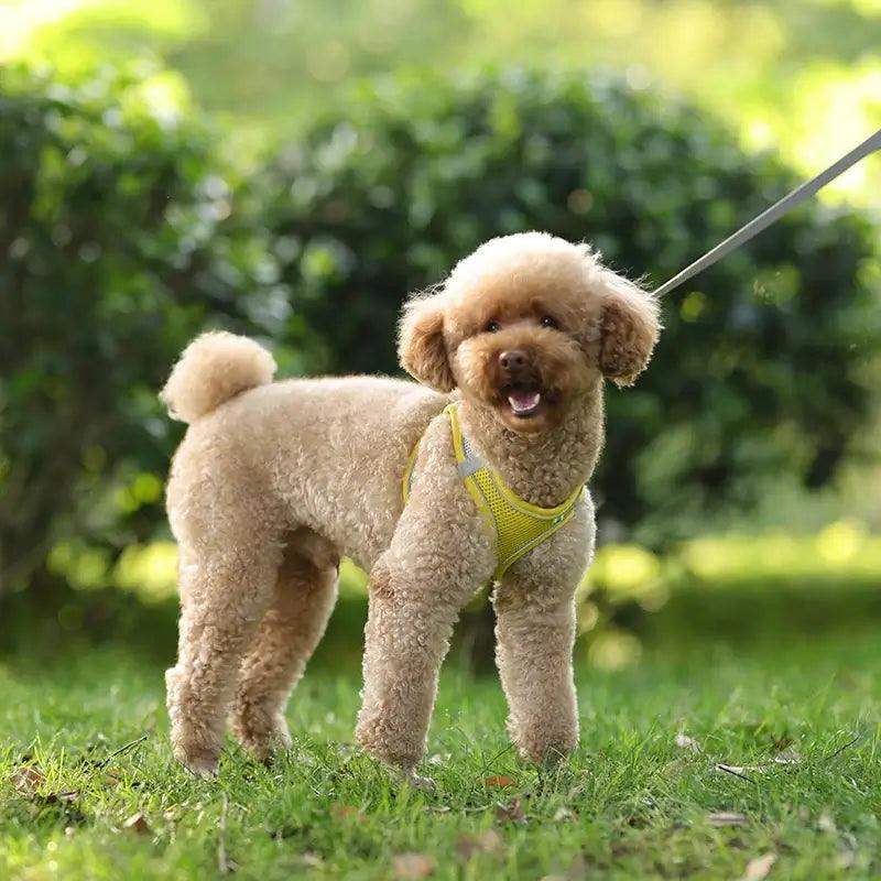 Reflective Harness Leash Set for Small Dogs - Sublake 