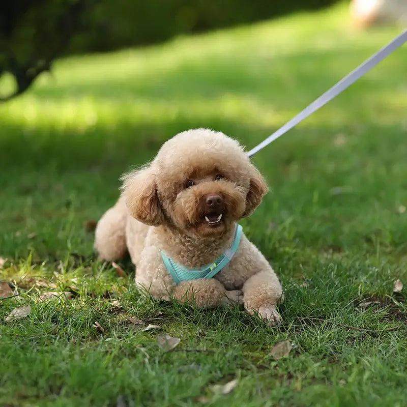 Reflective Harness Leash Set for Small Dogs - Sublake 