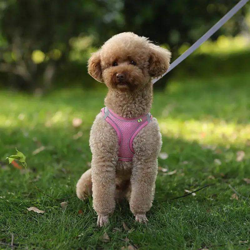 Reflective Harness Leash Set for Small Dogs - Sublake 